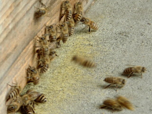 信憑 ミツバチ 蜂の巣 カラーコイン オーストラリア forumsirius.com